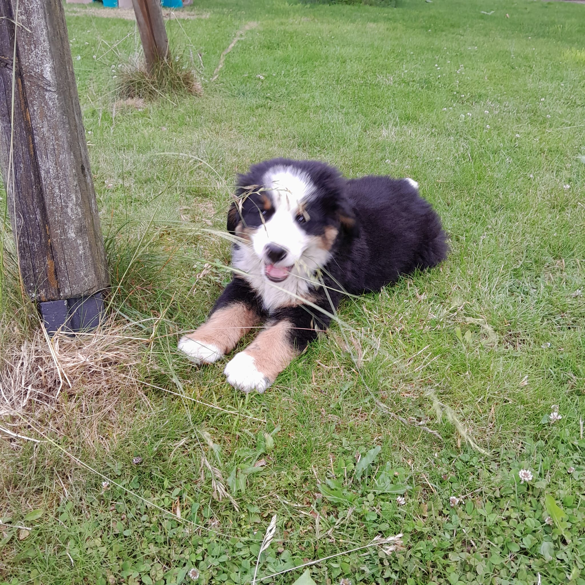 bernersennen pups reutje